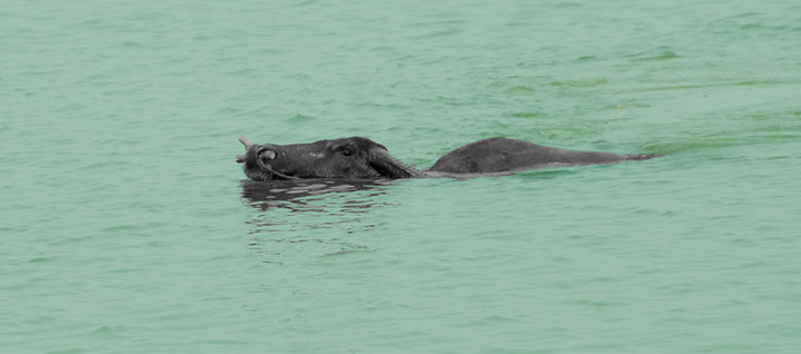 包含湖南水牛队遭受困难，寻找突破口的词条